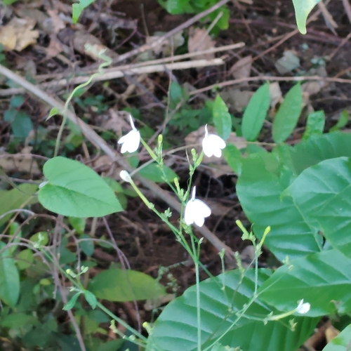 Rhinacanthus nasutus