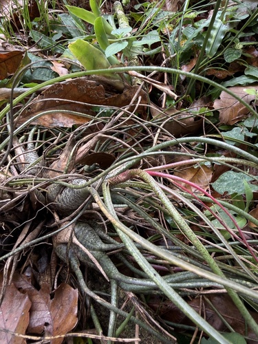 Tillandsia butzii, photograph 6