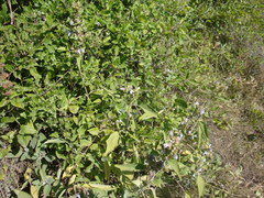 Salvia tomentosa