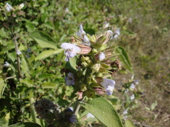 Salvia tomentosa