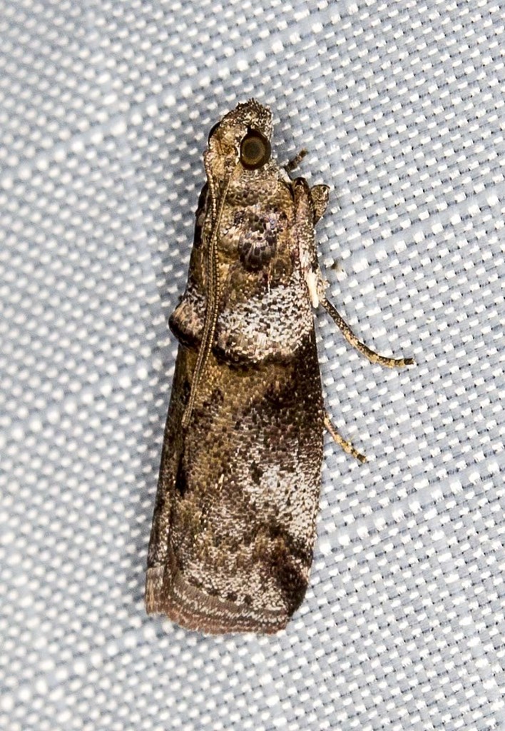 Conobathra