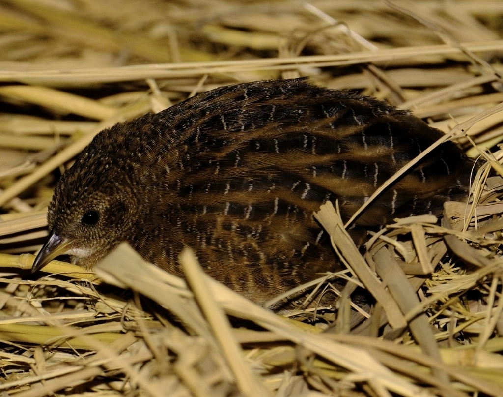 Swinhoe's Rail photo