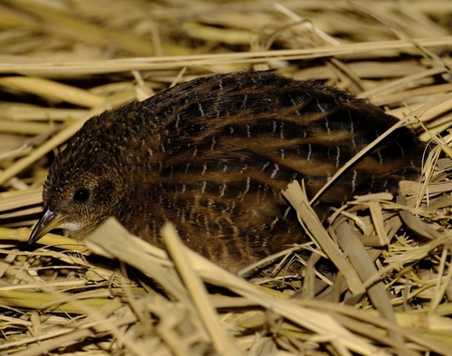 Swinhoe’s Rail