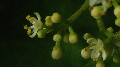 Zanthoxylum petiolare