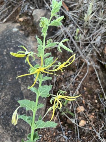 Ceropegia macropetala