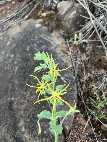 Ceropegia macropetala