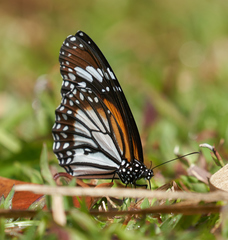 Danaus melanippus hegesippus