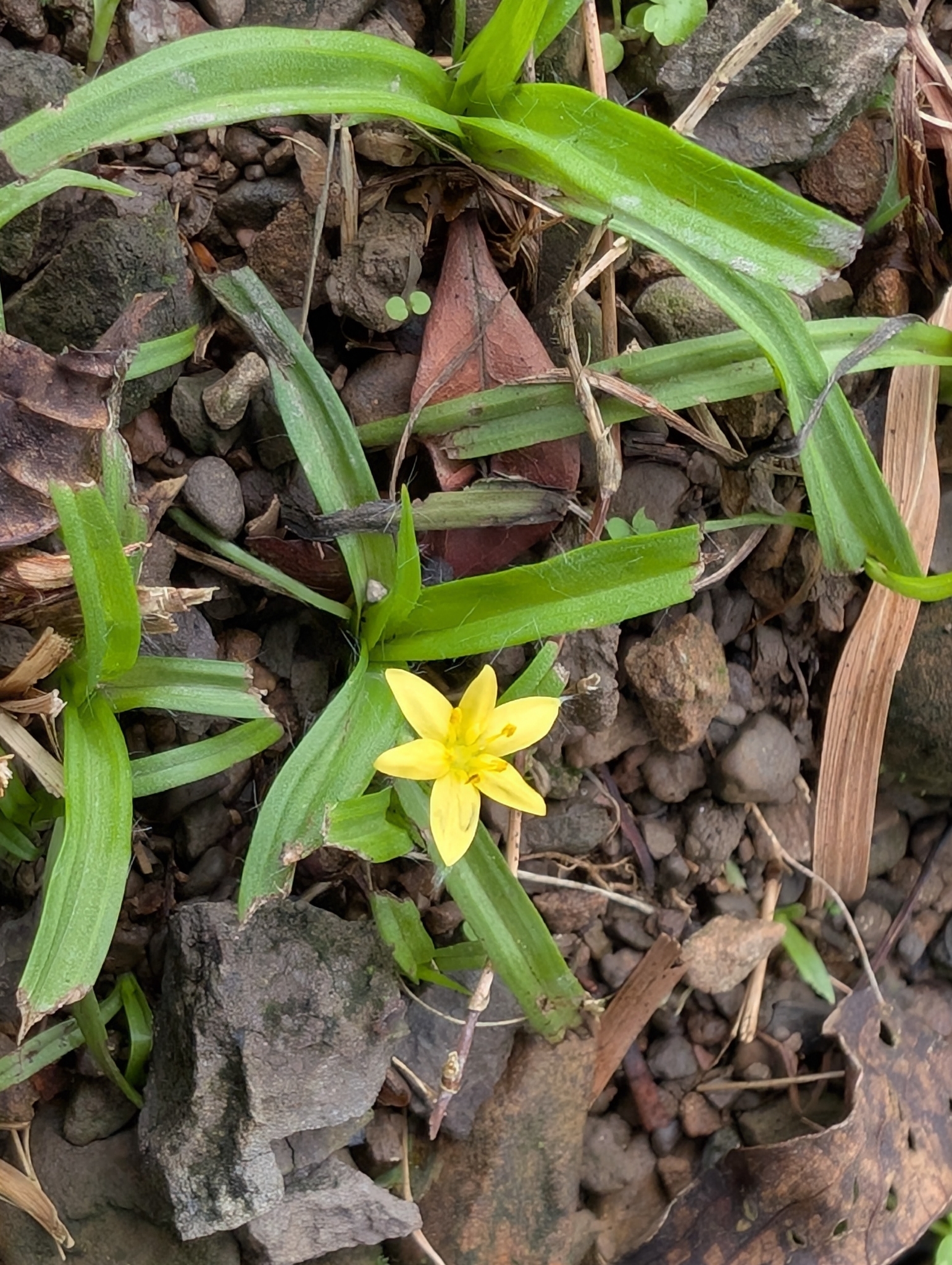 Asia Star-Grass (Hypoxis aurea)