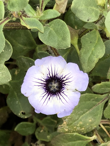 Trailing Chilean-bellflower (Nolana humifusa)