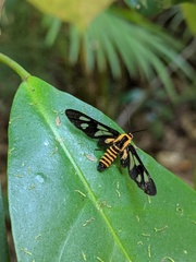 Eressa rhysoptila