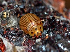 Paropsisterna intacta