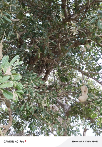 Sausage tree