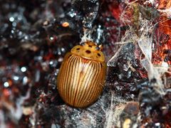 Paropsisterna intacta