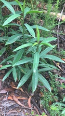 Philotheca myoporoides