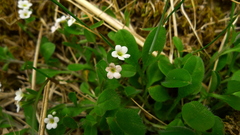 Myosotis venosa