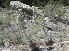 Echium albicans