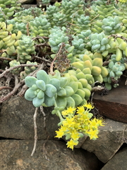 Sedum treleasei