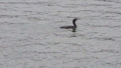 Phalacrocorax carbo