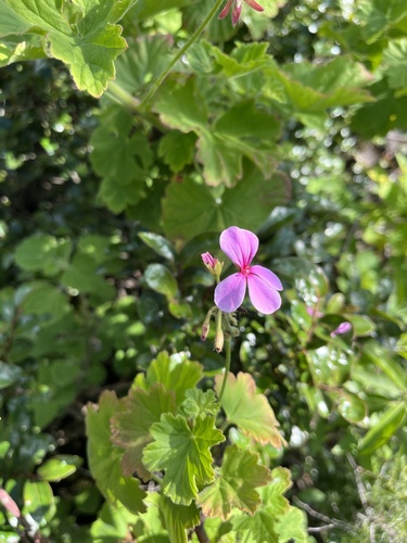 Pelargonium acraeum (Pelargonium acraeum)