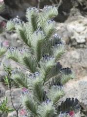 Echium albicans