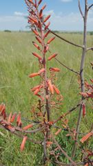 Aloe braamvanwykii