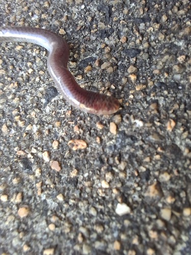 Blind snakes sighting