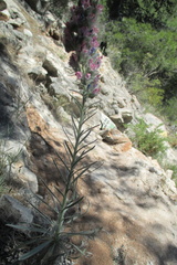 Echium albicans