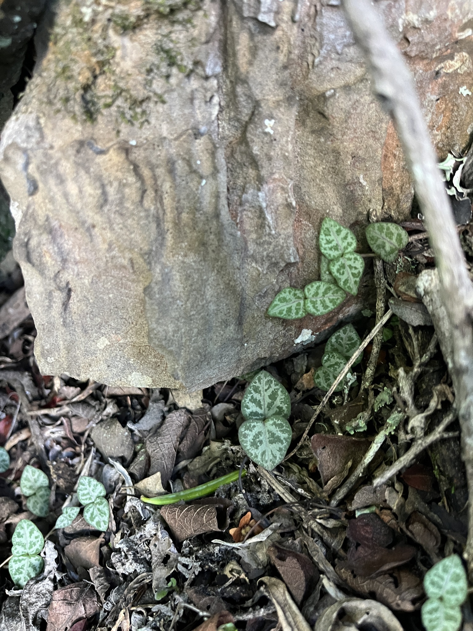 Hearts Entangled (Ceropegia woodii)