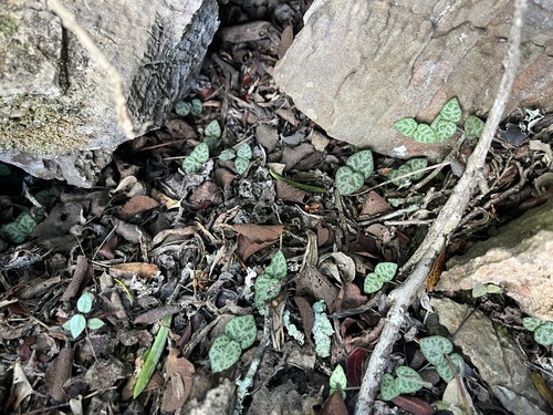 Ceropegia woodii