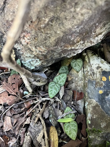 Ceropegia woodii