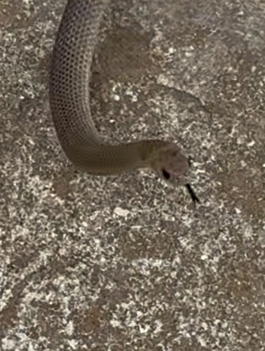 Eastern Brown Snake sighting