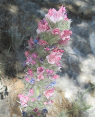 Echium albicans