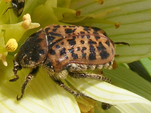 Tiger Fruit Chafer photo 5