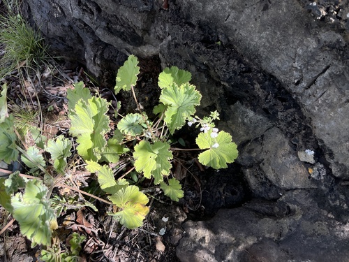 Pelargonium album, photograph 2