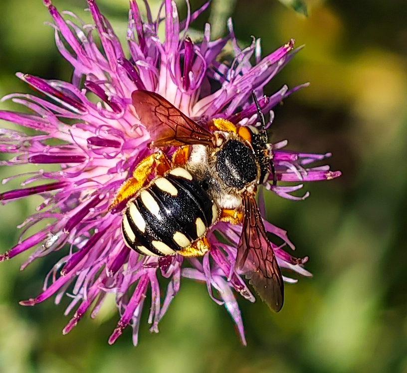 Yellow Ringed Bee Lateral-spotted Yellow-Resin bee from Altay, Xinjiang Uygur, China on ...