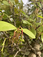 Muellerina celastroides