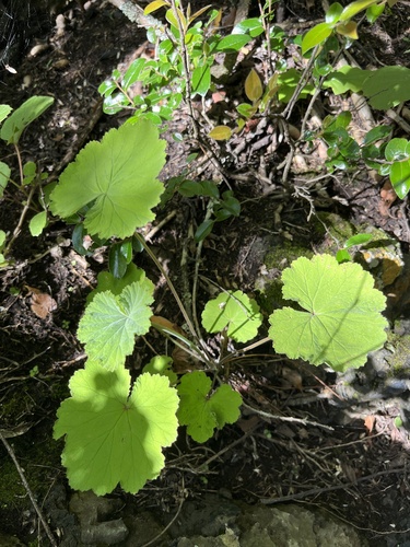 Pilgrim's Rest pelargonium (Pelargonium album)