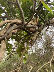 Muellerina celastroides