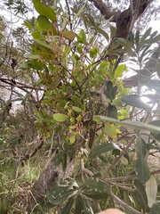 Muellerina celastroides