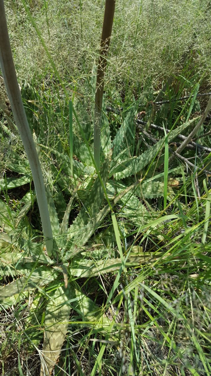 Aloe braamvanwykii