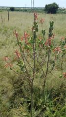 Aloe braamvanwykii