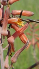Aloe braamvanwykii