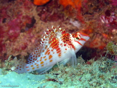 Cirrhitichthys falco