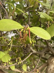 Muellerina celastroides