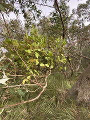 Muellerina celastroides