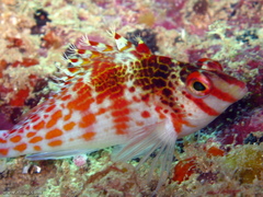 Cirrhitichthys falco