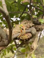 Muellerina celastroides