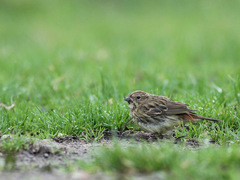Emberiza rutila
