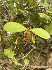 Muellerina celastroides