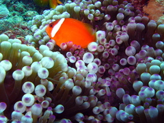 Amphiprion barberi